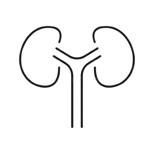 Nephrology_Icon-removebg-preview
