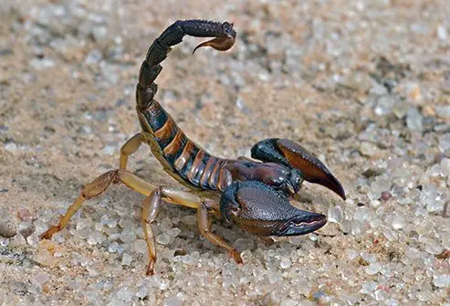 scorpion-sting
