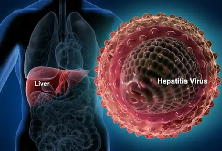 webmd_rf_photo_of_liver_and_hepatitis_virus